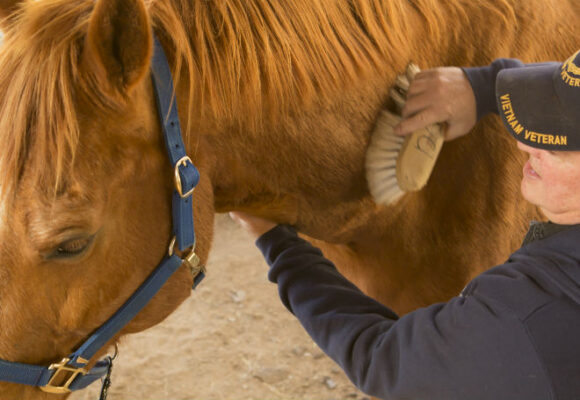 Horses and Warriors
