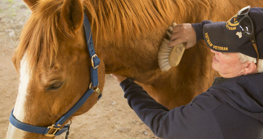 Horses and Warriors