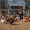 Raising Spring Chickens