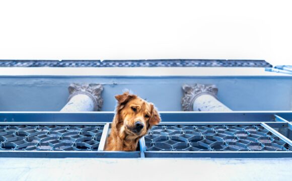 Dogs: The Everyday Heroes Who Make Life Better