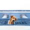 Dogs: The Everyday Heroes Who Make Life Better