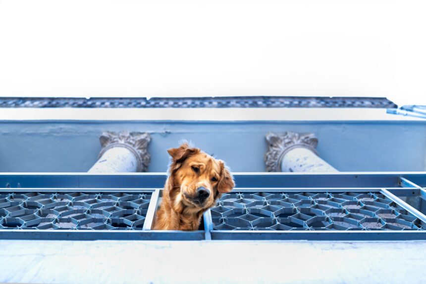 Dogs: The Everyday Heroes Who Make Life Better